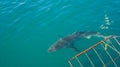 Large shark next to white shark cage diving in South Africa scary extreme view