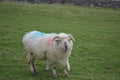 Large Sheep mother in a grass field Royalty Free Stock Photo