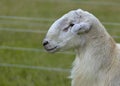 Large sheep ram in a rotational paddock