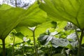 Large sheets of burdock. Green background, texture. Green leaves in the backlight Royalty Free Stock Photo