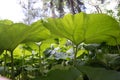 Large sheets of burdock. Green background, texture. Green leaves in the backlight Royalty Free Stock Photo