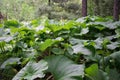 Large sheets of burdock. Green background, texture. Green leaves in the backlight Royalty Free Stock Photo