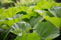 Large sheets of burdock. Green background, texture. Green leaves in the backlight Royalty Free Stock Photo