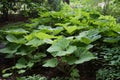 Large sheets of burdock. Green background, texture. Green leaves in the backlight Royalty Free Stock Photo