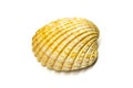 Large shell Royalty Free Stock Photo