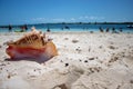 Large shell on a tropical beach Royalty Free Stock Photo