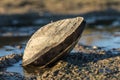 Large shellfish on the lake