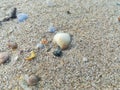 Large shells on the beach