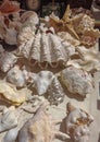 Large shells and conch shells sold at Dubai market Royalty Free Stock Photo