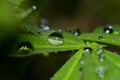 Large shiny drops of water on green leaves Royalty Free Stock Photo