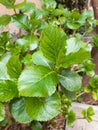 Large shiny hydrangea leaves, new leaves in spring