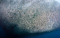 Large shoal of Sardines Royalty Free Stock Photo