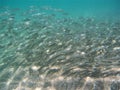 Large shoal of silver fish in clear blue water