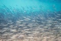 Large shoal of small gray fish underwater in the sea. Background of a lot of marine fish Royalty Free Stock Photo