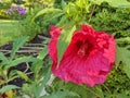 A large showy red Hibiscus flower