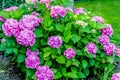 Large shrub of blooming pink hydrangea flowers in the spring sun Royalty Free Stock Photo