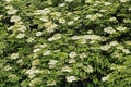 Large shrub of european elderberry