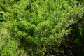 A large shrub of Juniperus excelsa, Greek juniper with lush foliage of green needle-leaves and small blue berry-like cones