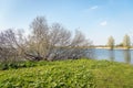 Large shrub with many bare branches on the edge of a lake