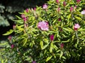 large shrub rhododendron with mauve flowers