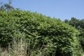 A large shrub of a staghorn sumac