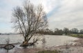 Large shrub in the water of the river Royalty Free Stock Photo