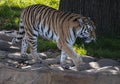 A siberian tiger prowls in the forest