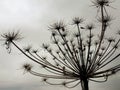 Large silhouette of a dry plant hogweed against a gray sky. Royalty Free Stock Photo