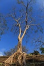 Large Silk Cotton Tree in Ta Prohm Temple