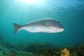 Large silver fish with white belly Royalty Free Stock Photo