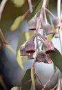 Large Silver Princess Eucalyptus caesia gum nuts on tree branch Royalty Free Stock Photo