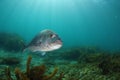 Large silver snapper under sun rays Royalty Free Stock Photo