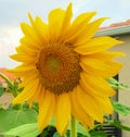 Large Single Bright Yellow Sunflower