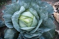 Large single cabbage in a home garden