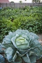 Large single cabbage in a home garden