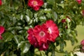 Large single crimson red Climbing Rose Dortmund closeup