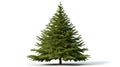 Large single fir tree isolated on white background Royalty Free Stock Photo