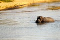 Large single hippo swimming in a river