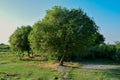 Large single maple tree on sunny summer day in green field with blue sky Royalty Free Stock Photo