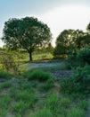 Large single maple tree on sunny summer day in green field with blue sky Royalty Free Stock Photo