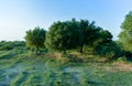 Large single maple tree on sunny summer day in green field with blue sky Royalty Free Stock Photo