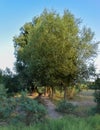 Large single maple tree on sunny summer day in green field with blue sky Royalty Free Stock Photo