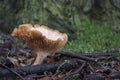 Large single mushroom seen in a English wood