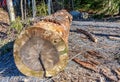 Large single trunk of old pine tree on a side of parking place. Cut out side view, more than 140 yearly rings can be seen on dried Royalty Free Stock Photo