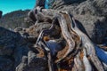 Large sinuous red root of dry tree grows on textured rough stone rock. In winter Siberian forest Royalty Free Stock Photo