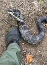 Large six foot Eastern Black Rat Snake strike at hikers foot, Georgia