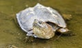Snapping Turtle in muddy water, Georgia USA
