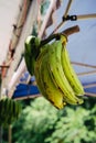 Large size banana plantain called `pisang tanduk` hanging for sale at the stall