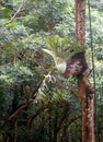 Large size beautiful parasite fern leaves growth on an old tree Royalty Free Stock Photo