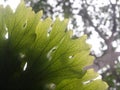 Large size beautiful parasite fern leaves growth on an old tree Royalty Free Stock Photo